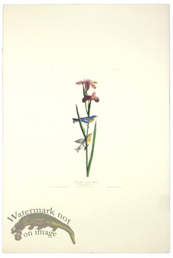 Blue Yellow Backed Warbler